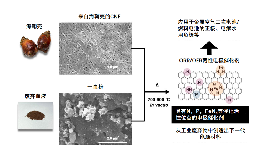 利用海洋和畜牧业废弃物成功合成高性能电池催化剂“纳米血炭”
