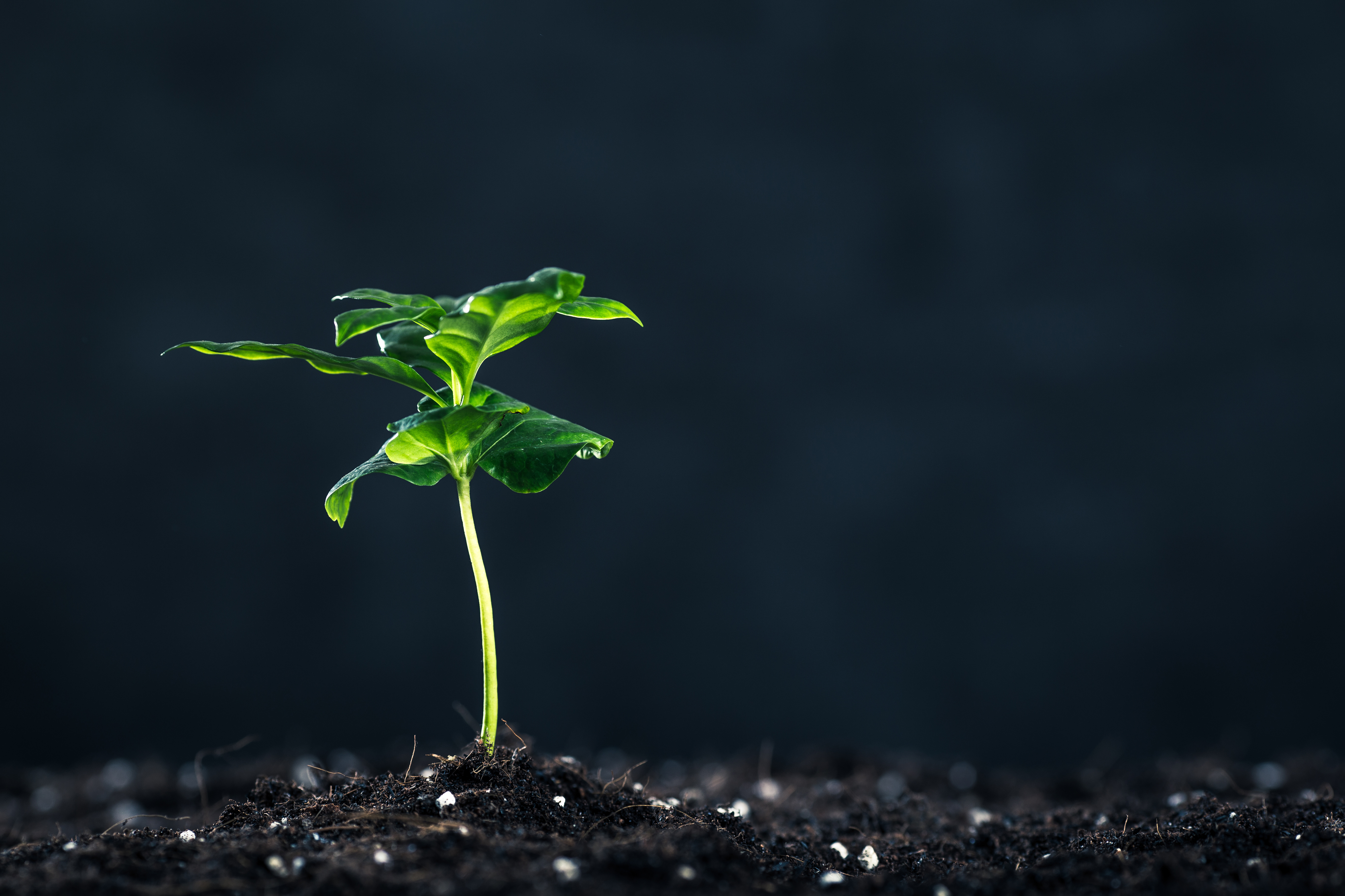 【双语资讯】首次在常压220℃条件下成功用二氧化碳合成醇类！电解池技术有望推动零碳社会的实现