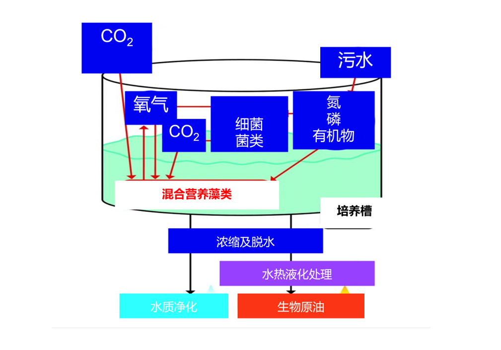 日本推动利用污水资源和藻类的“生物原油”研究，产量相当于日本全年原油进口量